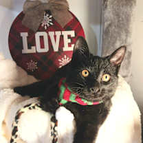 Thumbnail photo of Leonidas Marlowe Ravenshaw #3