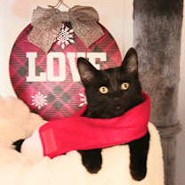 Thumbnail photo of Felix Atticus Hawthorne #1