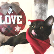 Thumbnail photo of Felix Atticus Hawthorne #2