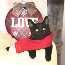 Thumbnail photo of Felix Atticus Hawthorne #3