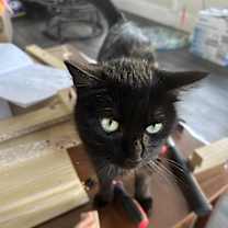 Thumbnail photo of Sage #3