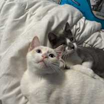 Thumbnail photo of Arthur and Merlin #1