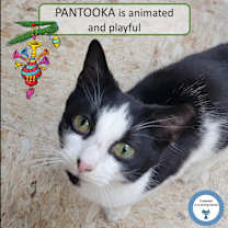 Thumbnail photo of Pantooka #1