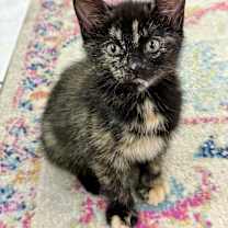 Thumbnail photo of Sonia #2