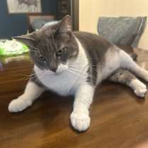 Thumbnail photo of Minxy #1