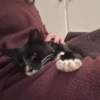 Thumbnail photo of Sox #4