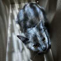 Thumbnail photo of Starshine #2