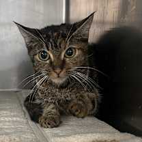 Thumbnail photo of Harry #1