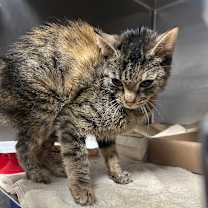 Thumbnail photo of Ron #1