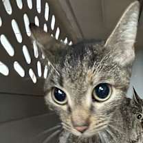 Thumbnail photo of Ron #2