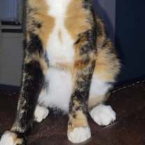 Thumbnail photo of Callie #3