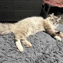 Thumbnail photo of Mushu #1