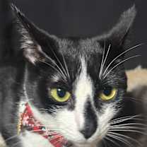 Thumbnail photo of Cleopatra #1