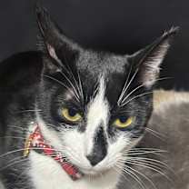 Thumbnail photo of Cleopatra #4