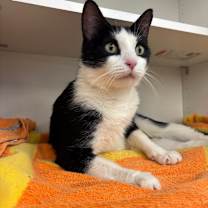 Thumbnail photo of Ozzie #1