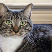 Thumbnail photo of Pepperoni #1