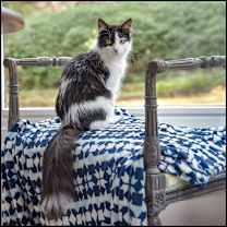 Thumbnail photo of Ringtail #1