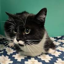 Thumbnail photo of Minnie #2