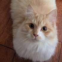 Thumbnail photo of Biscuit #3