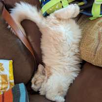 Thumbnail photo of Biscuit #4