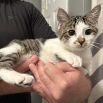 Thumbnail photo of Swiftie #2