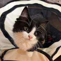 Thumbnail photo of Gilligan #1