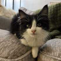 Thumbnail photo of Gilligan #2