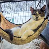 Thumbnail photo of Turtle #1