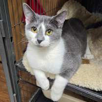 Thumbnail photo of Turtle #3