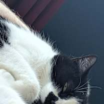 Thumbnail photo of Tom #2