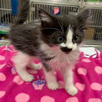 Thumbnail photo of Annie (Selphie) #2