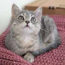 Thumbnail photo of Portia - Leader of the Band #2