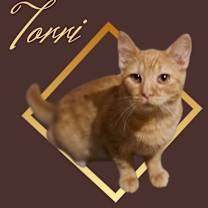 Thumbnail photo of Torri #1