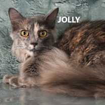 Thumbnail photo of Jolly #1