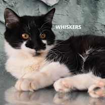 Thumbnail photo of Whiskers #1