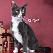 Thumbnail photo of Sugar #4