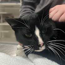 Thumbnail photo of Jerico #2