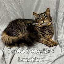 Thumbnail photo of Tafty #1