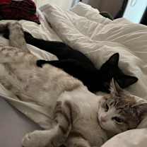 Thumbnail photo of Shermie #3