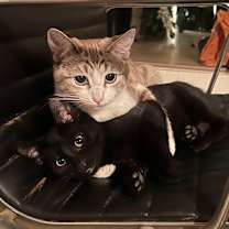 Thumbnail photo of Shermie #4