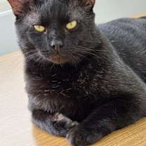 Thumbnail photo of Jett #1