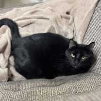 Thumbnail photo of Black #3