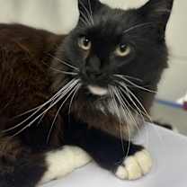 Thumbnail photo of Mr. Snuffleupagus #2