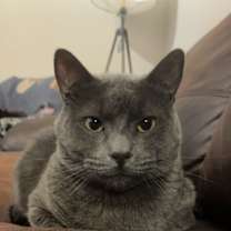 Thumbnail photo of Queso #1