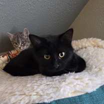 Thumbnail photo of Hold Your Horses #2