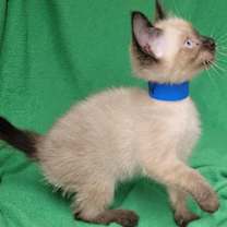 Thumbnail photo of Max #2