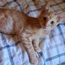 Thumbnail photo of Torri #3