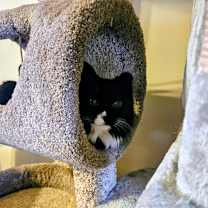 Thumbnail photo of Cuddles #2