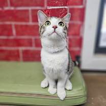 Thumbnail photo of Murdoc #3