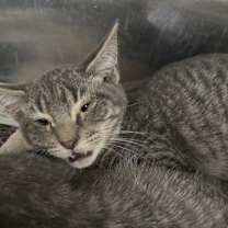 Thumbnail photo of Haku #2